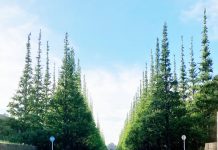 神宮外苑再開発に反対広がる 超高層ビル建設し樹木を伐採